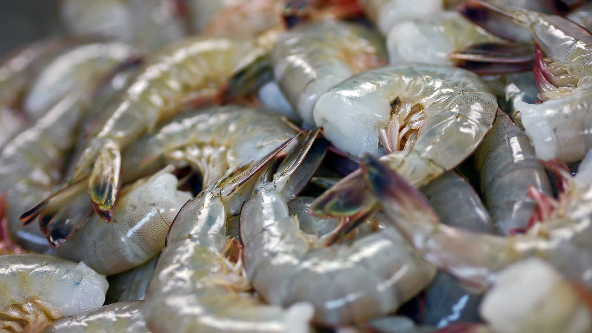 kenneys-seafood-fresh-shrimp-slidell-la-louisianna-01a