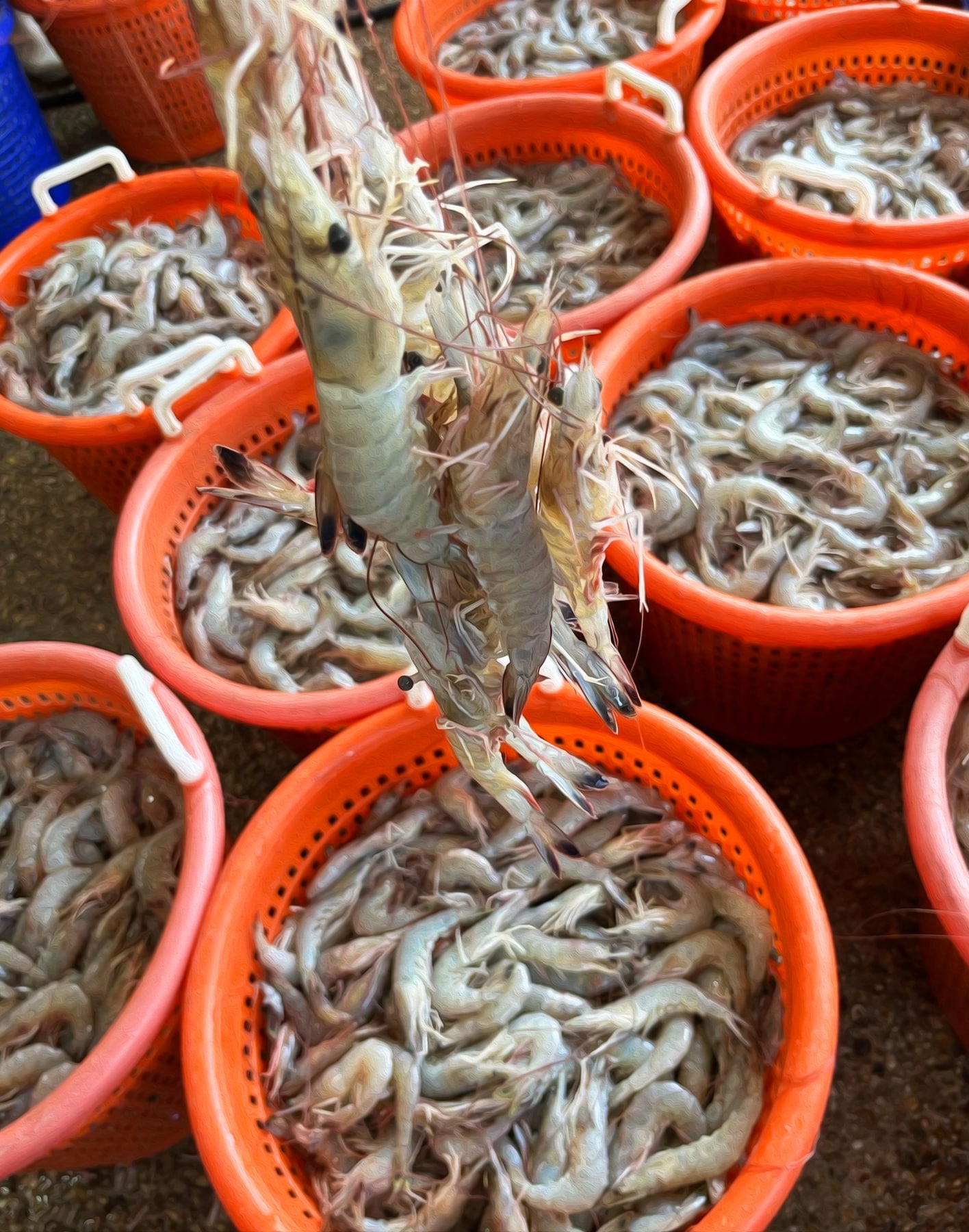 kenneys-seafood-slidell-louisianna-gulf-shrimp-04.jpg