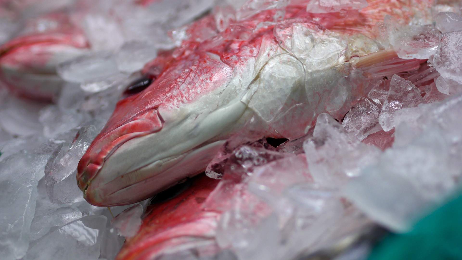 seafood market,seafood restaurant,cajun,cajun menu,fried fish,fish platter,fried oysters,sweet potato fries,softshell crabs,raw oysters,crab,lump crab,jumbo crab,cobia,redfish,salmon,flunder,drum,snapper,trout,flounder