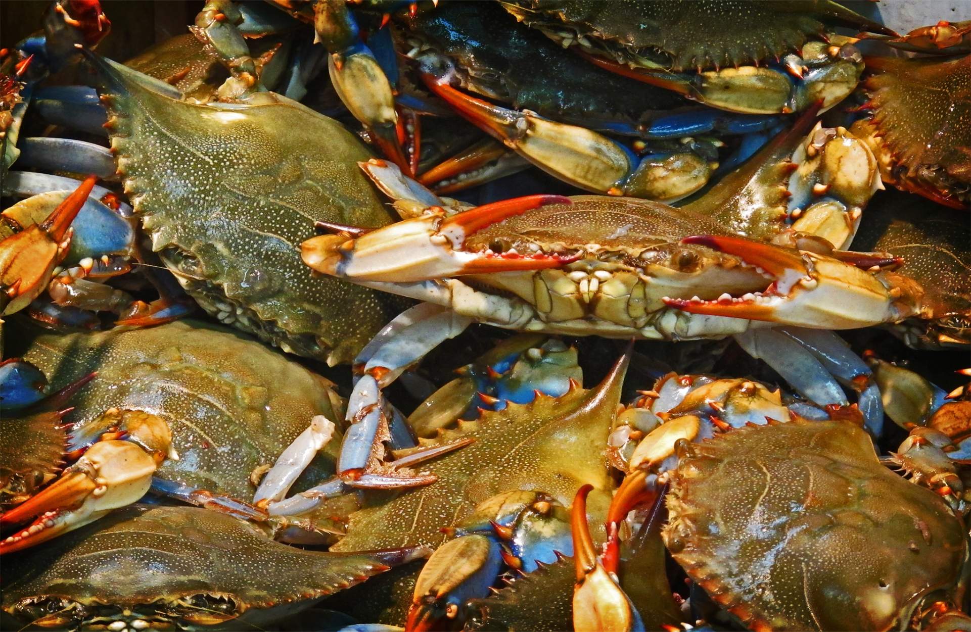 seafood market,seafood restaurant,cajun,cajun menu,fried fish,fish platter,fried oysters,sweet potato fries,softshell crabs,raw oysters,crab,lump crab,jumbo crab,cobia,redfish,salmon,flunder,drum,snapper,trout,flounder