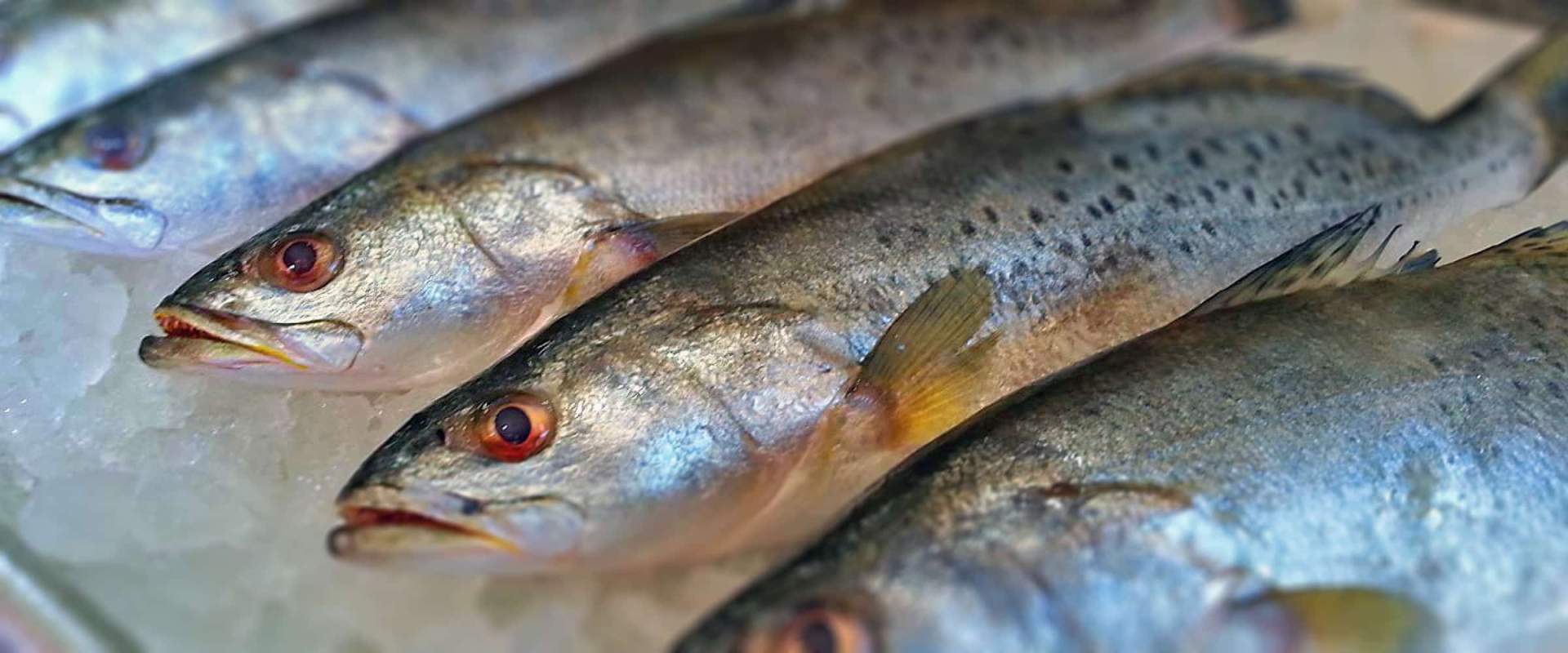 seafood market,seafood restaurant,cajun,cajun menu,fried fish,fish platter,fried oysters,sweet potato fries,softshell crabs,raw oysters,crab,lump crab,jumbo crab,cobia,redfish,salmon,flunder,drum,snapper,trout,flounder